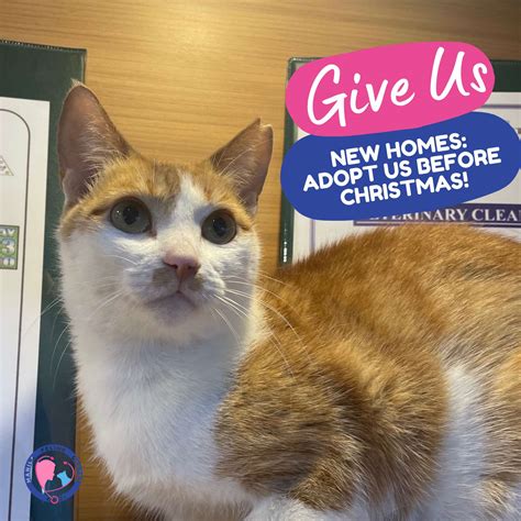 manila feline center|Manila Feline Center (@manilafeline) • Instagram photos and videos.